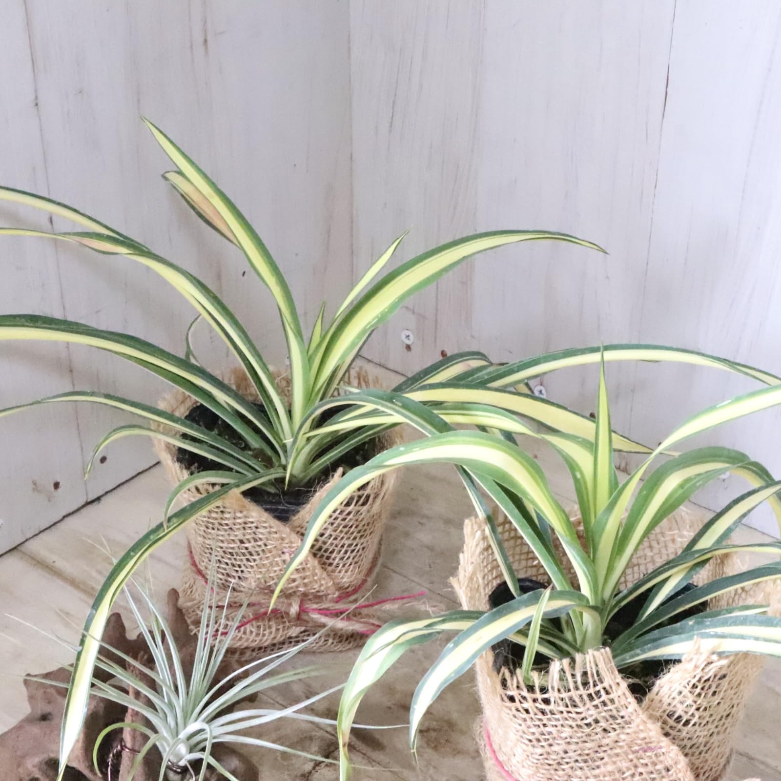 Amazon｜ユッカ フィラメントーサ カラーガード 観葉植物 ロック